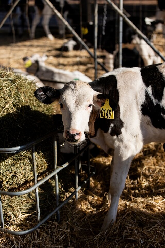 Dairy calf