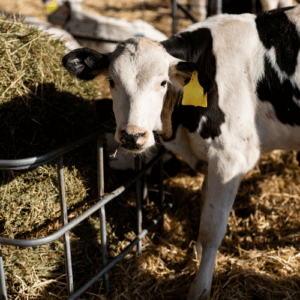 Calf
