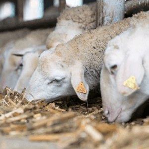 Feedlot Sheep